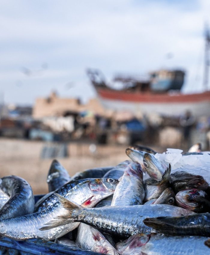 Assortment of raw fish and seafood with ice for transport and sale at harbor, Crates of fishes on port